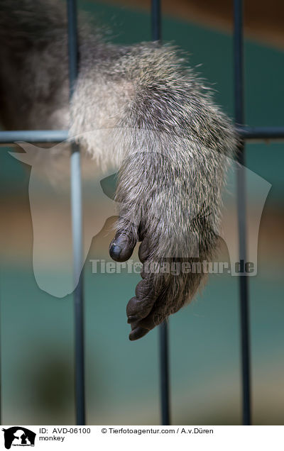 Affe / monkey / AVD-06100