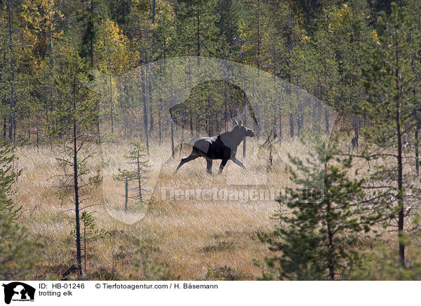 trotting elk / HB-01246