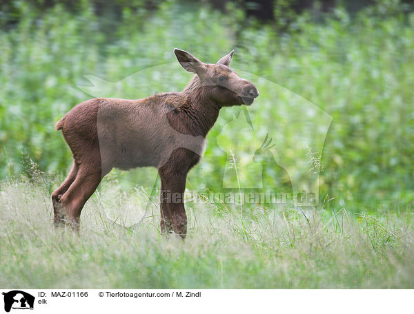 elk / MAZ-01166