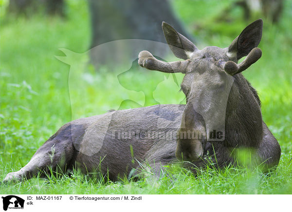 elk / MAZ-01167