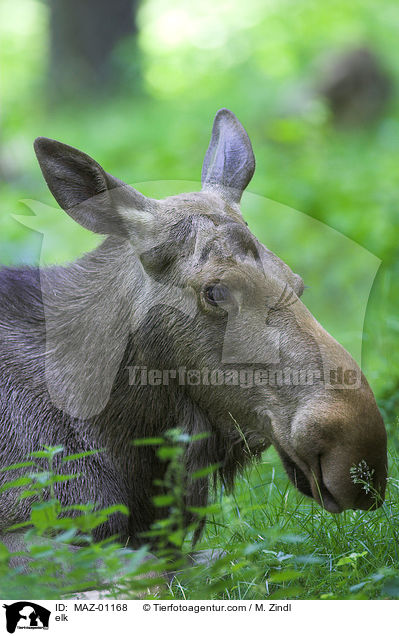 elk / MAZ-01168