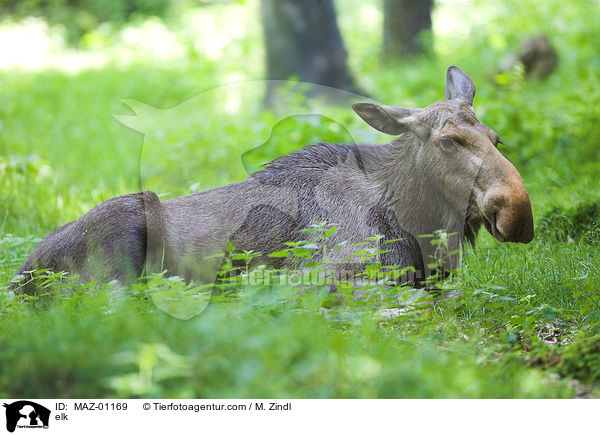 elk / MAZ-01169