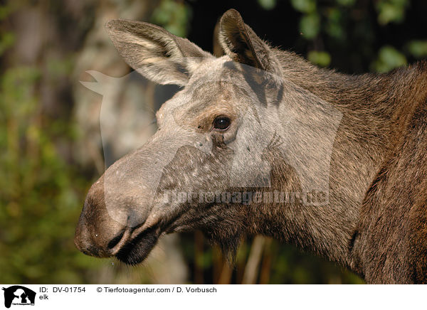 elk / DV-01754