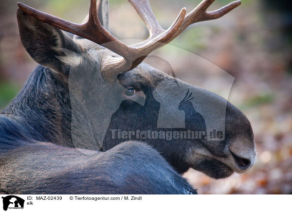 elk / MAZ-02439