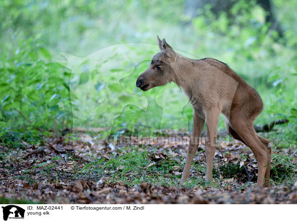 young elk / MAZ-02441