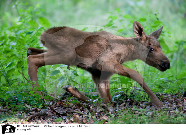 young elk / MAZ-02442