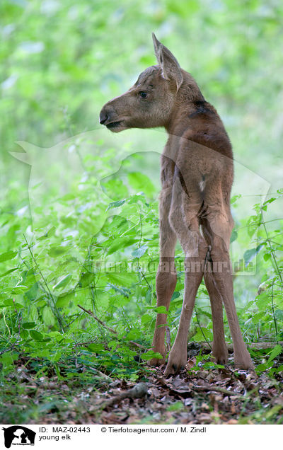 young elk / MAZ-02443