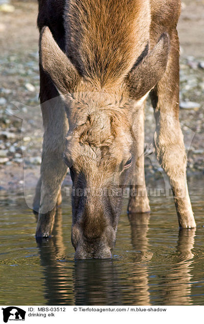 trinkender Elch / drinking elk / MBS-03512