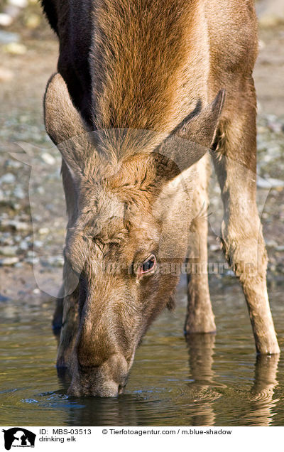 trinkender Elch / drinking elk / MBS-03513