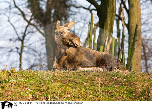 elk / MBS-03514
