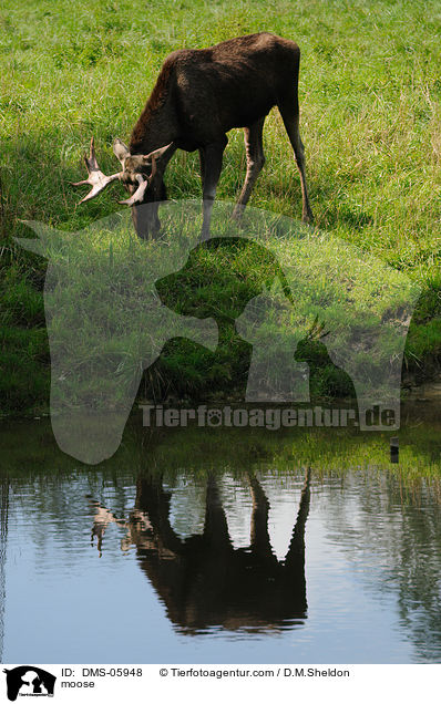 moose / DMS-05948