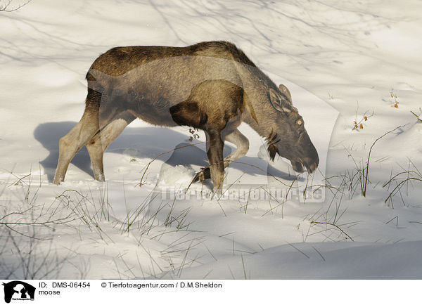 moose / DMS-06454
