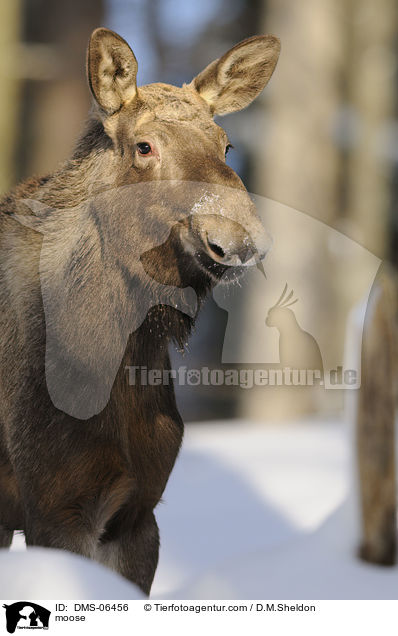 moose / DMS-06456