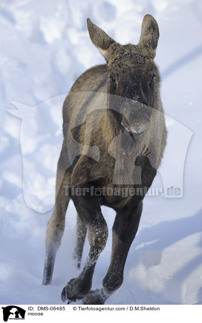 Elch / moose / DMS-06485