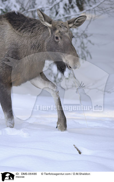 Elch / moose / DMS-06486