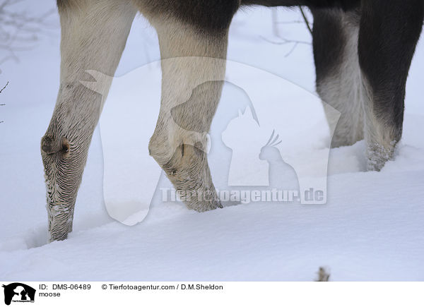 Elch / moose / DMS-06489