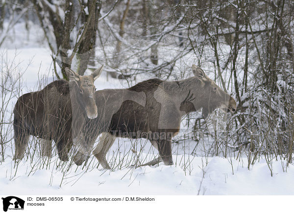 mooses / DMS-06505