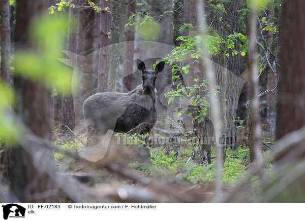 Elch / elk / FF-02183