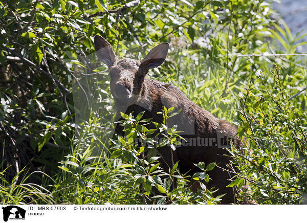 Elch / moose / MBS-07903