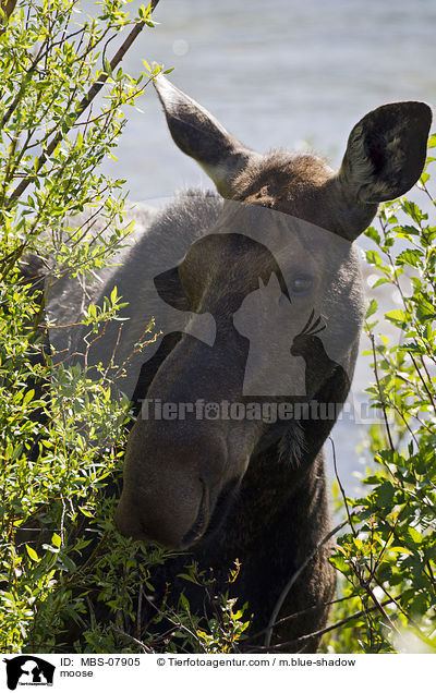 Elch / moose / MBS-07905