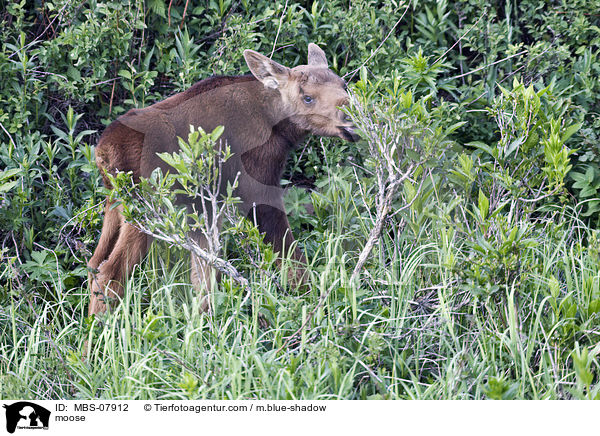Elch / moose / MBS-07912