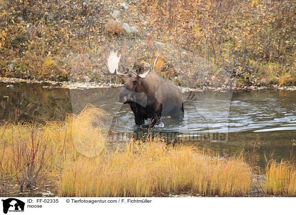 moose / FF-02335