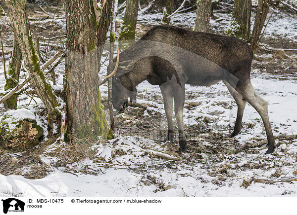 Elch / moose / MBS-10475