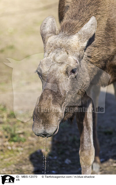 elk / MBS-12070