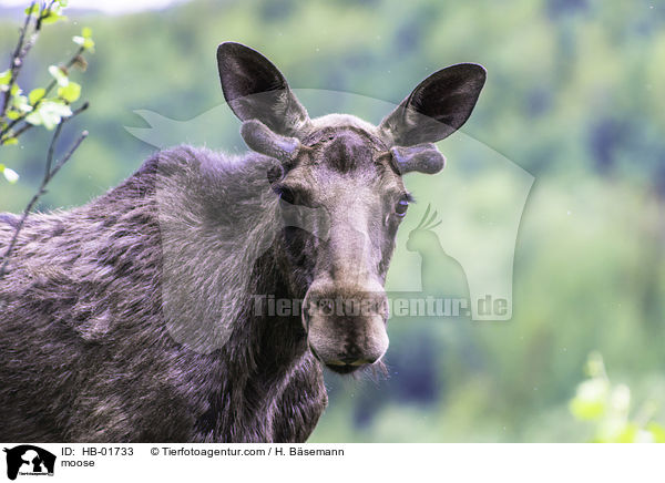 moose / HB-01733
