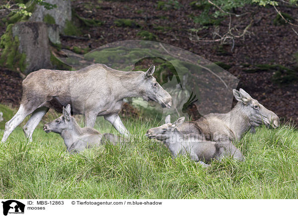 mooses / MBS-12863
