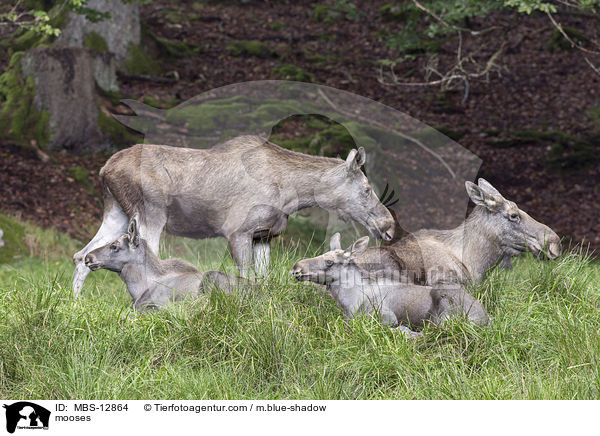 mooses / MBS-12864