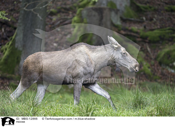 moose / MBS-12866