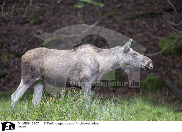 moose / MBS-12867