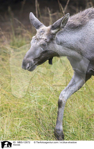 moose / MBS-12872
