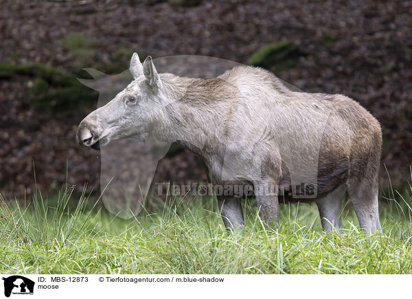 moose / MBS-12873