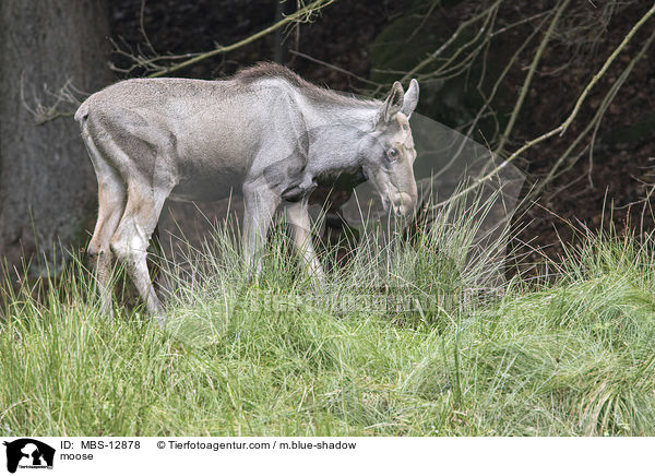 moose / MBS-12878