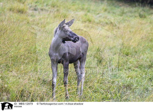 moose / MBS-12879