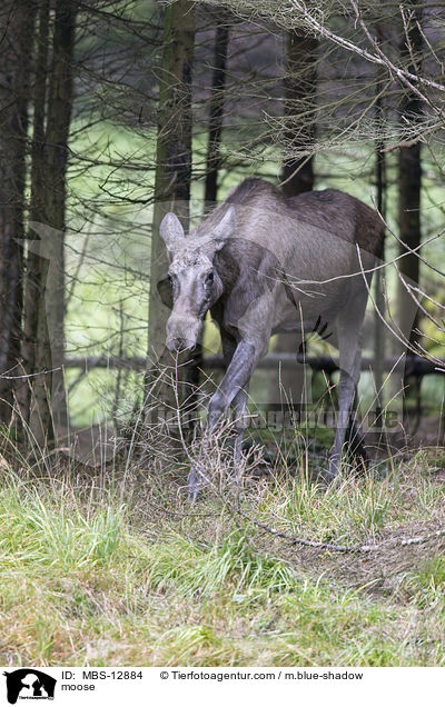 moose / MBS-12884