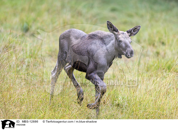 moose / MBS-12886
