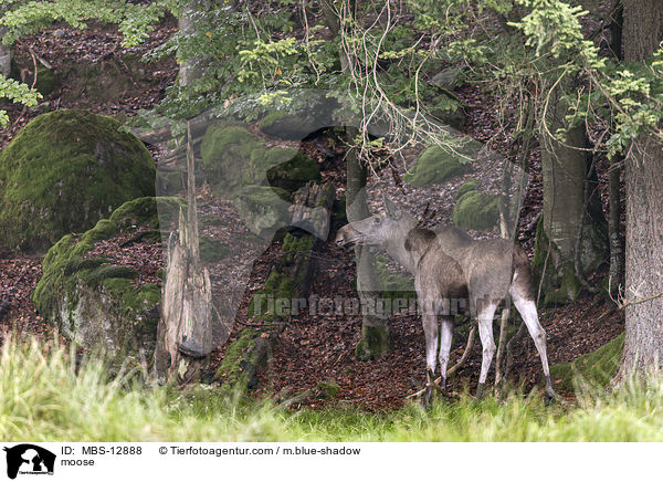 moose / MBS-12888