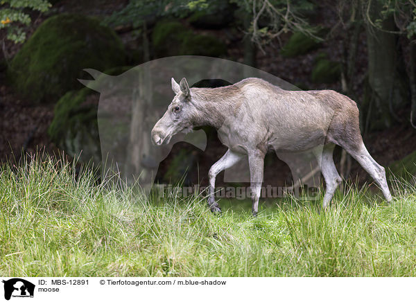 moose / MBS-12891