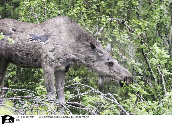 elk / HB-01794