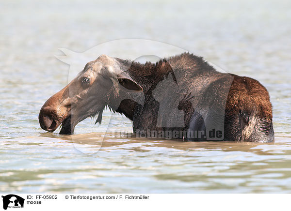 moose / FF-05902