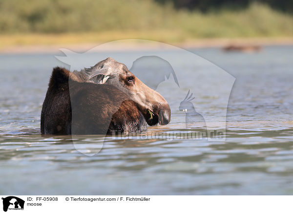 moose / FF-05908