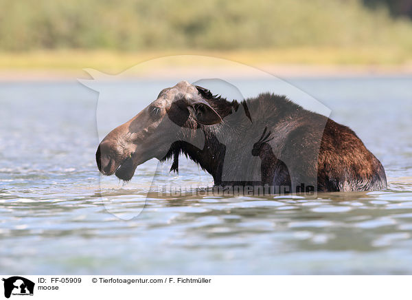 moose / FF-05909