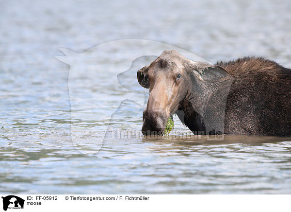 moose / FF-05912