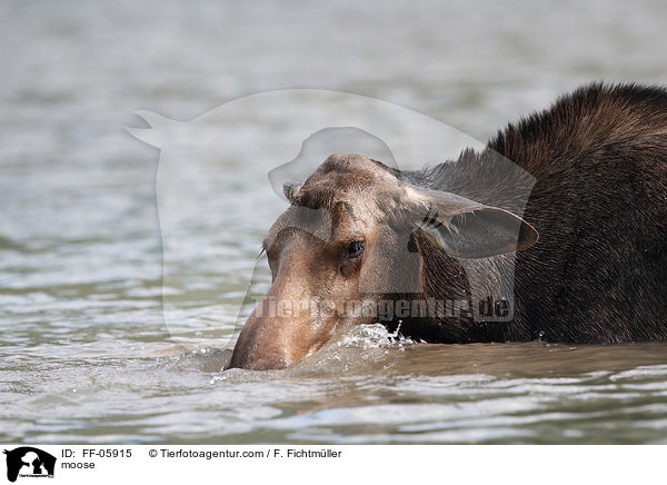 moose / FF-05915