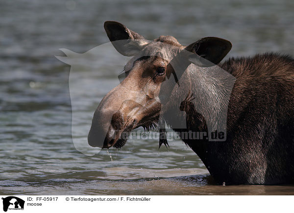 moose / FF-05917