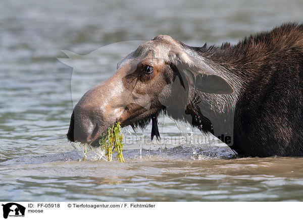 moose / FF-05918
