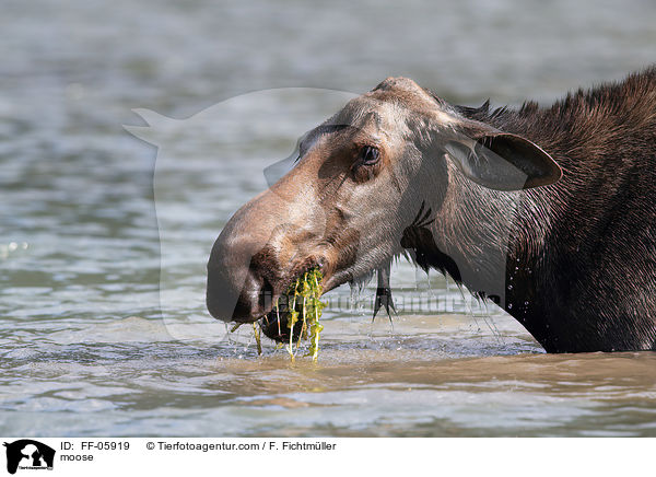 moose / FF-05919
